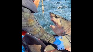 Groundfish trip using bottom trawl out of Scituate Massachusettes [upl. by Akel]