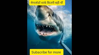 Megalodon शार्क कितनी खतरनाक थी facts megalodonshark shark tranding shorts viral youtubeshort [upl. by Serge700]