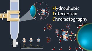 Hydrophobic interaction chromatography  HIC  Application of HIC [upl. by Eliathan294]