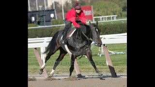 In Memory of our Beloved Racehorses [upl. by Azile]