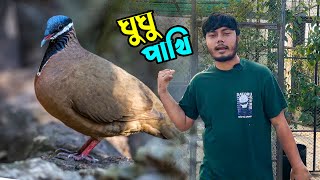 অতিথি বিদেশি ঘুঘু উড়ে এসেছে ছাদে [upl. by Shoshana]