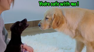 My Golden Retrievers Gentle Approach to a Terrified Rescue Puppy [upl. by Erdried]