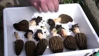 CDLP Culture des morilles avec Condorcet [upl. by Anabella11]