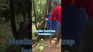 Monitor lizard trap nature bayawak trapinstallation [upl. by Rennie]