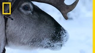 Hitch a Ride with Reindeer Herders  National Geographic [upl. by Ymerej703]