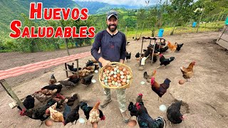 🐓 Producción de HUEVOS DE CAMPO  GRANJA de gallinas felices 🪺🐓Josué y Elie [upl. by Higginson]