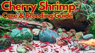 Cherry shrimp care guide  Neocaridina davidi setup amp breeding [upl. by Anohsal]