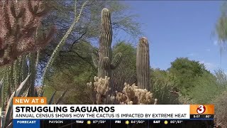 Annual census shows how saguaros are impacted by heat [upl. by Waine]