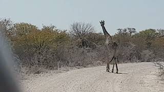 Namibia  giraffa attraversa la pista [upl. by Alister607]