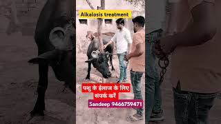 Alkalosis treatmenttrending animals shorts alkalosistreatment viralvideo 💉🏥🦬🐪🙏👍 [upl. by Ahsietal]