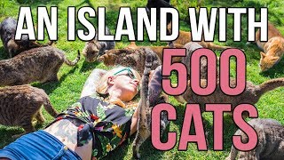 A Tropical Island with 500 CATS [upl. by Market573]