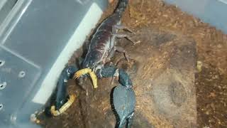 chersonesometrus tristis 7i mated female [upl. by Yrol]