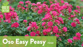 Rose of the Year 2024  Oso Easy Peasy® [upl. by Spratt96]