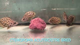 Ctenopoma acutirostre bred [upl. by Aleira]