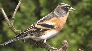 Bramblings In The Garden   Brambling  Fringilla montifringilla [upl. by Len]