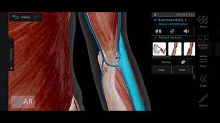 Cubital Fossa Anatomy 3d  Boundaries amp Contents of Cubital Fossa  Medical Medics [upl. by Haram]