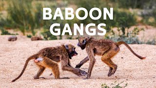 The Thieving Gang Of Baboons Wrecking Havoc On South Africas Cities  Baboon Documentary [upl. by Artinad]