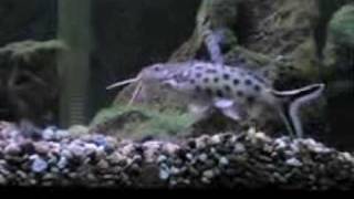 Cichlids and a Cuckoo Catfish [upl. by Oloap]