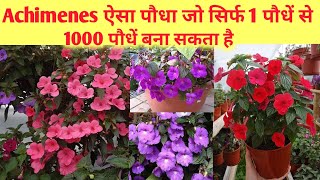 Achimenes के 1 पौधे से 1000 पौधे घर पर बनाएं बिल्कुल फ्री में Achimenes Plant Care and Fertilizer [upl. by Sam]