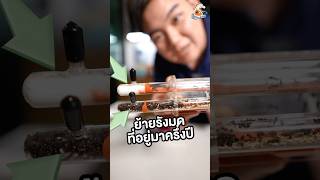 EP1 ย้ายรังมดอายุครึ่งปี มีต่อ คนเลี้ยงมด ants เลี้ยงมด insects antverse [upl. by Aliza]