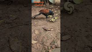 Swaddle snakes wrap their feet in hopscotchs training birds of prey [upl. by Esened]