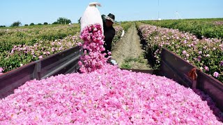 Damask Rose India Rosa damascena Cultivation [upl. by Ewer340]