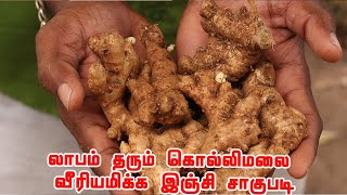 அற்புத பயன்தரும் கொல்லிமலை இஞ்சி சாகுபடி  சமவெளியில் கொல்லிமலை இஞ்சி வளர்க்க முடியுமா [upl. by Nynnahs]