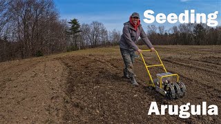 Seeding Arugula [upl. by Atenek]