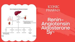 Renin Angiotensin Aldosterone System [upl. by Yemiaj]