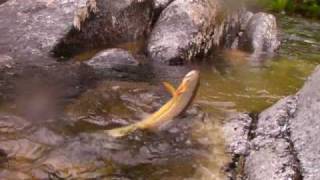 Cutthroat Trout Fly Fishing Cayuse Creek [upl. by Corneille332]