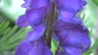 Poisonous Plants 121 Aconitum napellus monkshood [upl. by Anilad]