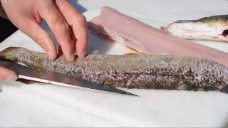 Hecht filetieren  How to filet pike or jackfish [upl. by Enelia589]