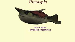 Pteraspis a jawless fish from the Devonian [upl. by Prunella]