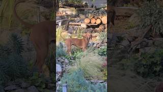 The wind storm in Vancouver has Willa spooked shorts shortsfeed dog puppy fyp explore [upl. by Rasmussen]