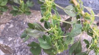 Kleine majer Amaranthus blitum  20170805 [upl. by Uhn]