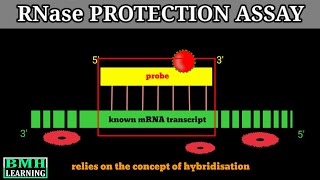 RNAse Protection Assay  Nuclease Protection Assay [upl. by Dowdell]