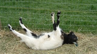 Best of Fainting Goats  EpicVirals  HD [upl. by Darice]