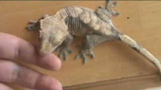 Crested Gecko Shedding [upl. by Rooke]