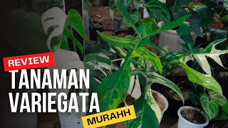 🔴 TANAMAN HIAS VARIEGATA MURAH‼️PHILODENDRON MONSTERA VARIEGATA tanamanhias tanamanviral [upl. by Eirised401]