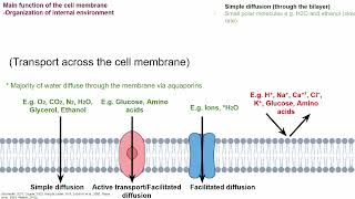 The cell membrane Summary of structure function and synthesis of the cell membrane [upl. by Annay673]