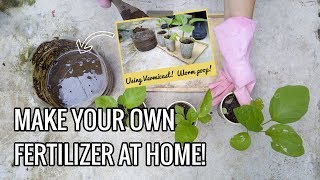 HOW I APPLY ORGANIC VERMICAST FERTILIZER ON EGGPLANTS [upl. by Wallach833]