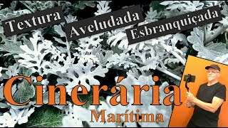 Cinerária Marítima [upl. by Ahders]