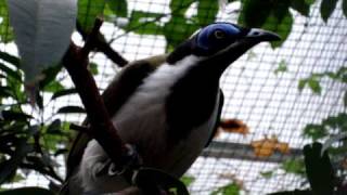 Blue faced Honeyeater [upl. by Laoj]