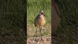 Godwit Bird Calling Wincent kL9mv bird nature wildlife [upl. by Nara196]