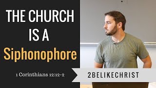 The CHURCH is a SIPHONOPHORE  1 Corinthians 12  2BeLikeChrist [upl. by Minica]