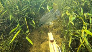 Una Gran Dia de Pesca Con Arpón Así Se Pescan Muchos Peces [upl. by Wenn]