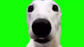 Shivering Dog Meme Green Screen [upl. by Wertheimer]