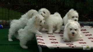 Fluffy White Pups  Too Cute [upl. by Assyn]