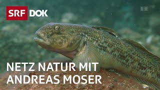 Stimme für die Fische  NETZ NATUR mit Andreas Moser  DOK  SRF Wissen [upl. by Marsland]