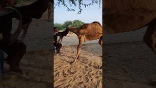 Camel are very naughty animals sorts [upl. by Groscr]